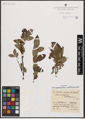 Foto von Salix appendiculata Vill. x Salix waldsteiniana Willd.